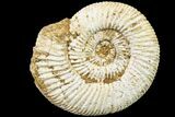 Jurassic Ammonite (Perisphinctes) Fossil - Madagascar #161754-1